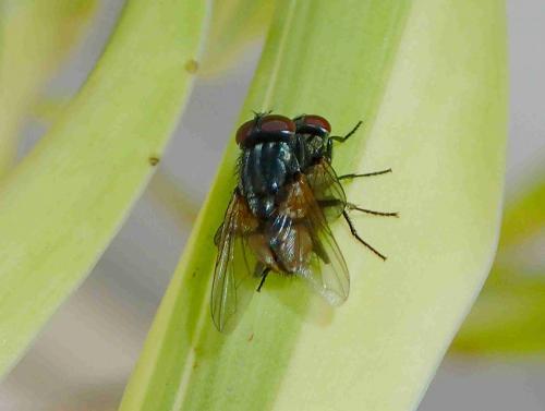 Réf. 209 117 : Musca domestica